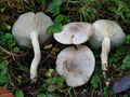 Hygrophorus agathosmus